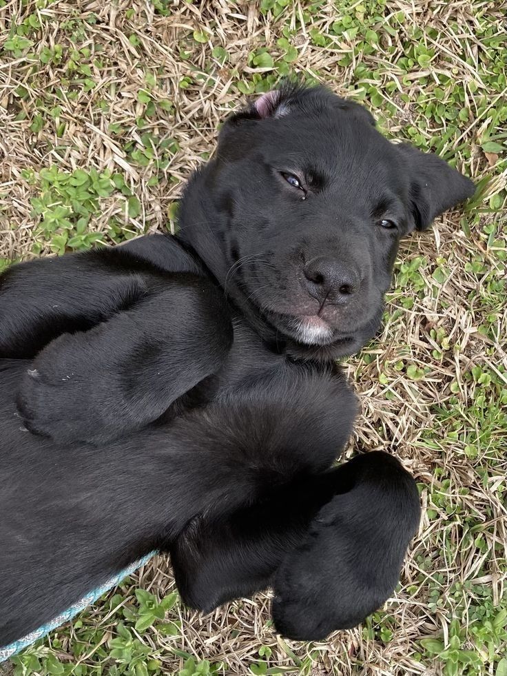 a black dog laying on top of a grass covered field