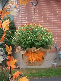 a potted plant with orange flowers in front of a brick building