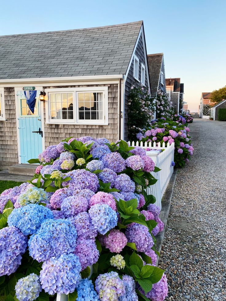 purple and blue flowers in front of a house