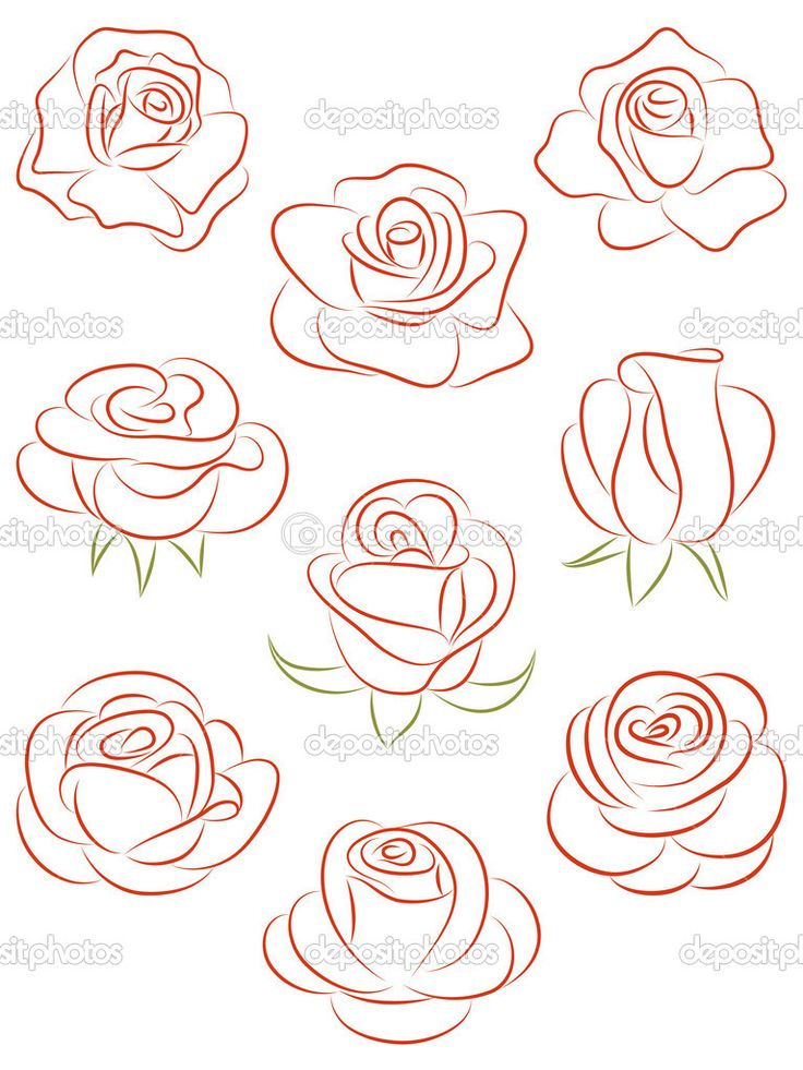 different types of roses drawn in red ink on white paper royalty art illustration, flower drawing,