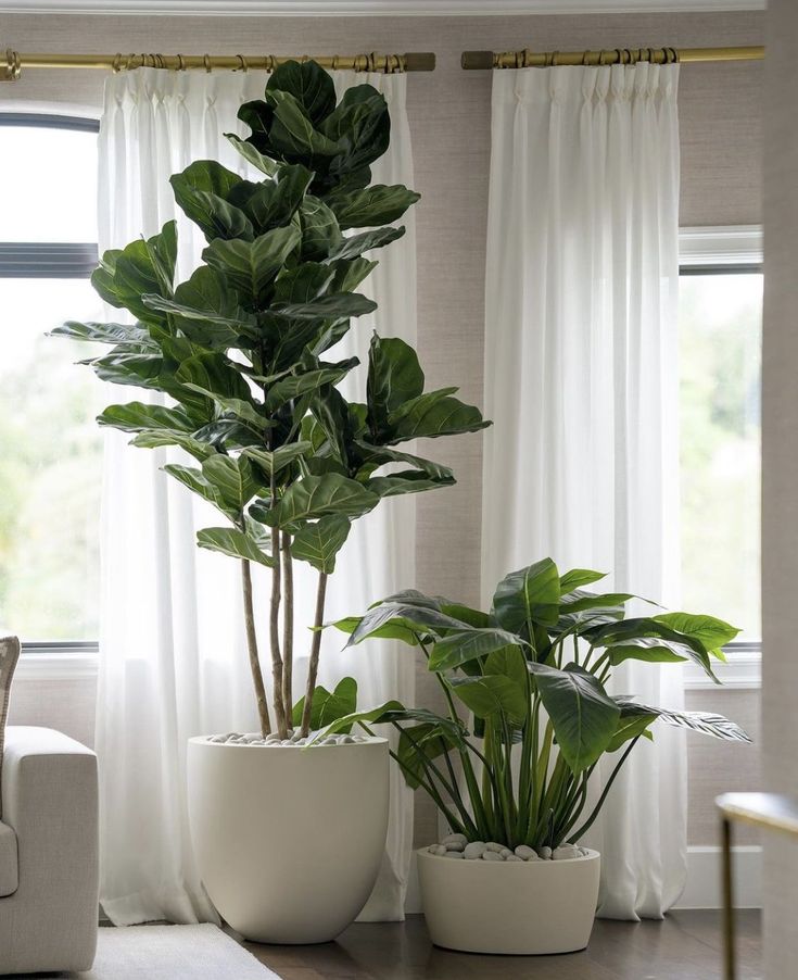 two potted plants in front of a window