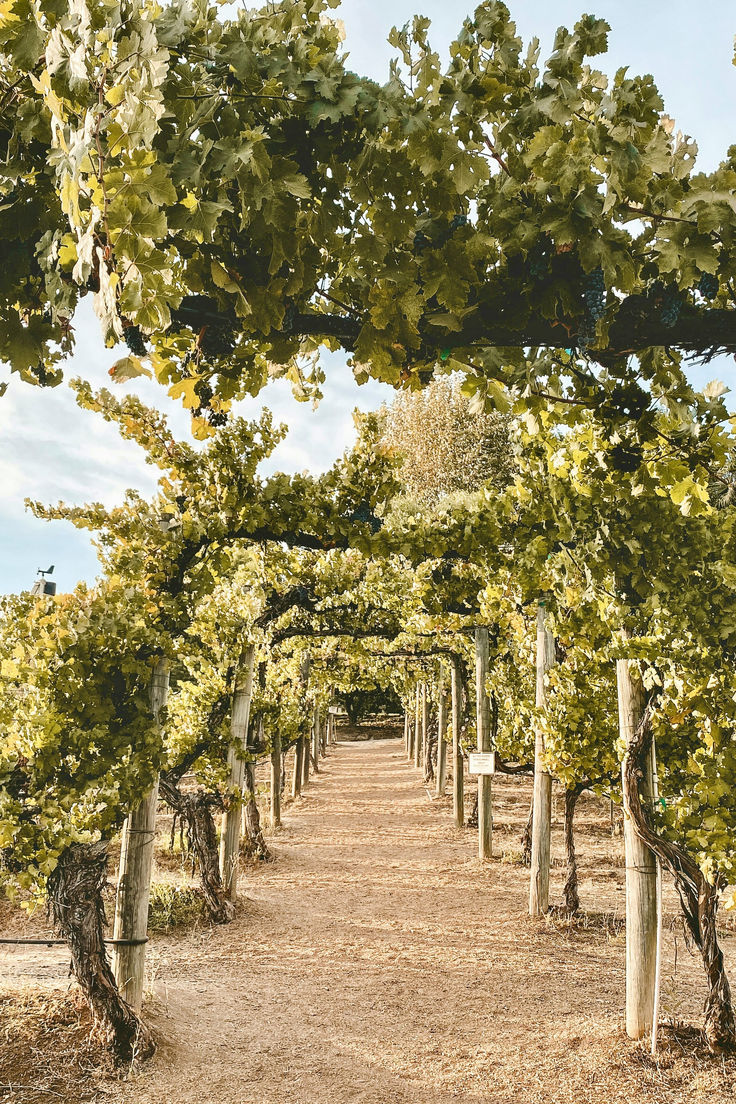 a dirt path lined with trees under a blue sky