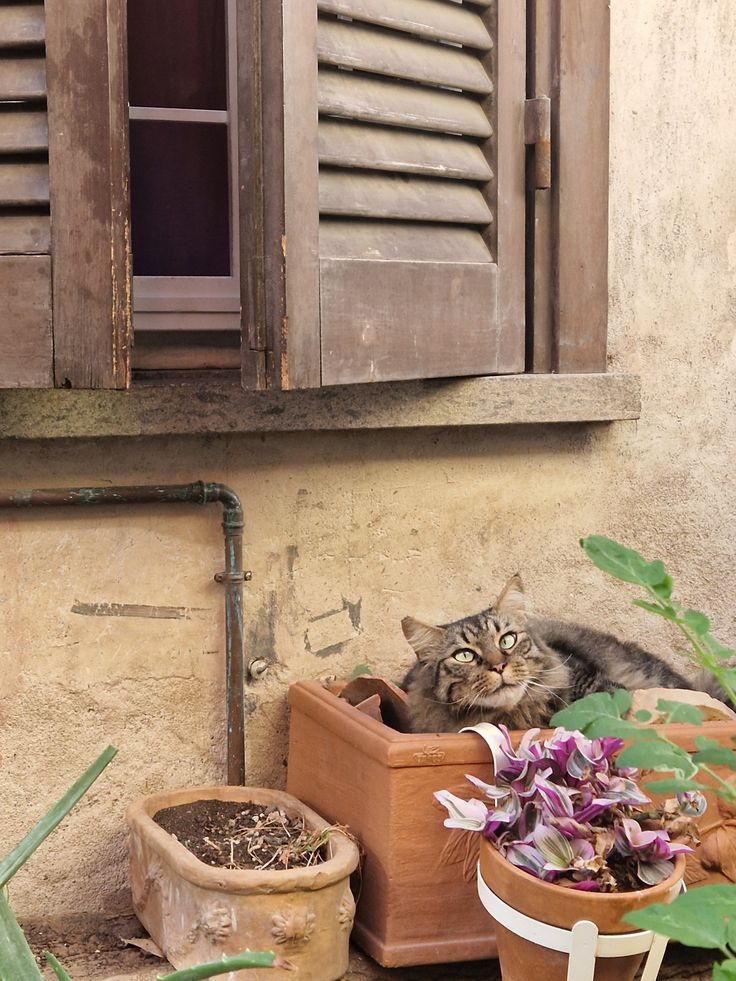 a cat laying in a wooden box next to potted plants on the side of a building