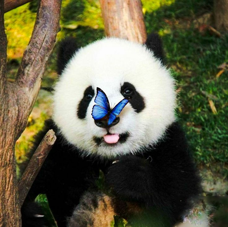 a panda bear with a blue butterfly on its face sitting next to a tree branch