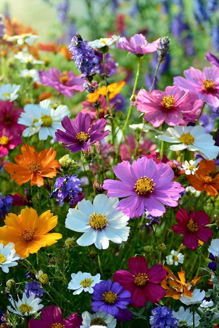 many different colored flowers in a field