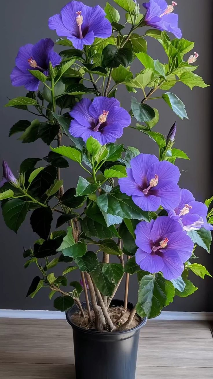 a potted plant with purple flowers and green leaves