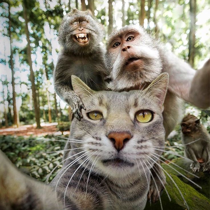 two monkeys sitting on top of a cat in the middle of some bushes and trees