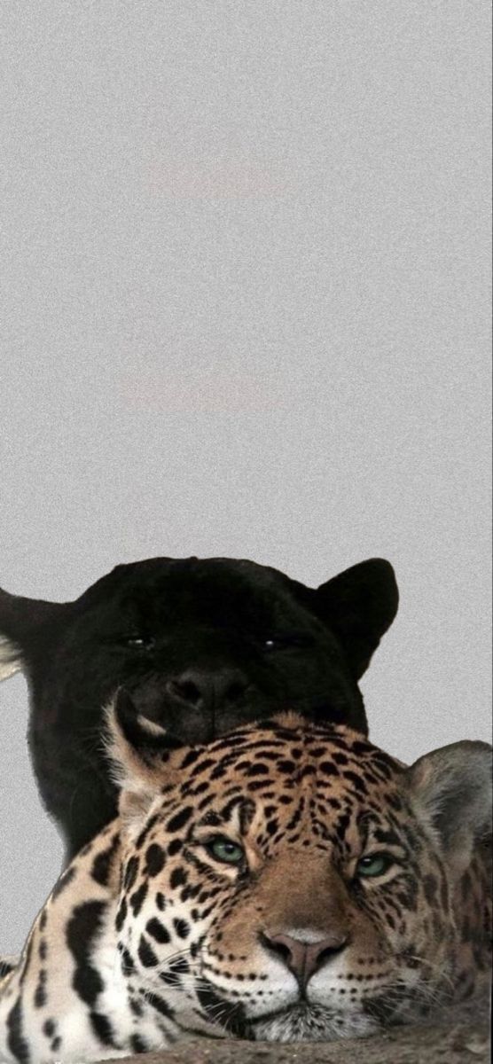 a large black and white leopard laying on top of a wooden table next to another animal