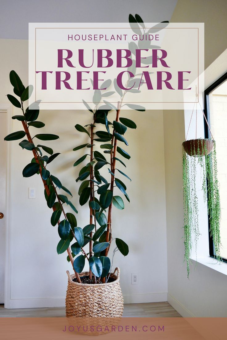 a houseplant guide for rubber tree care