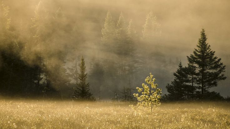 a field with trees and fog in the background