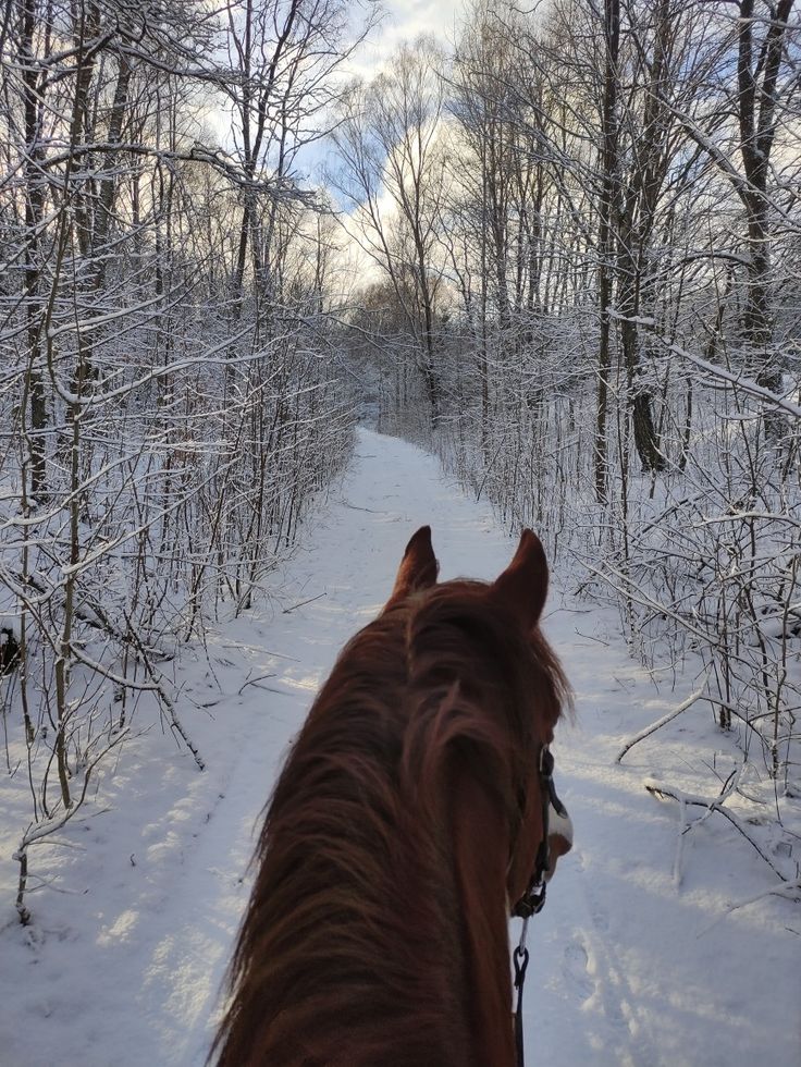 a horse is walking through the woods in the snow