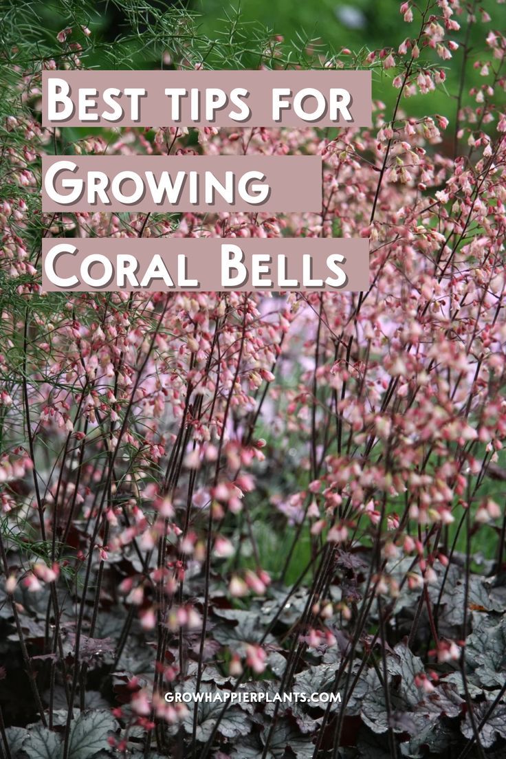 pink flowers with the words best tips for growing coral bells in front of green plants