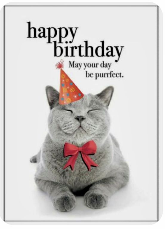 a gray cat wearing a red bow tie and a birthday hat with the words happy birthday may your day be purrfect