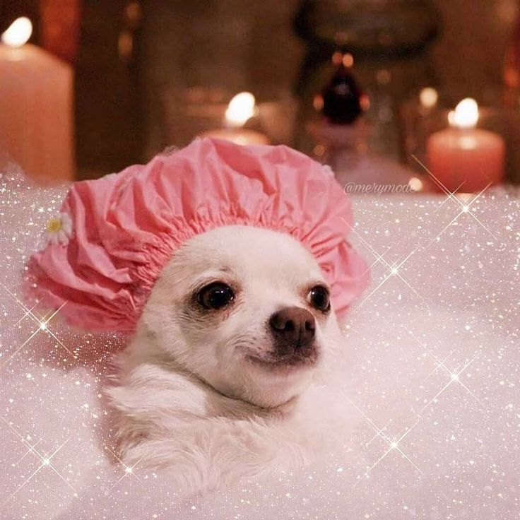 a small white dog wearing a pink hat in a bathtub with candles around it