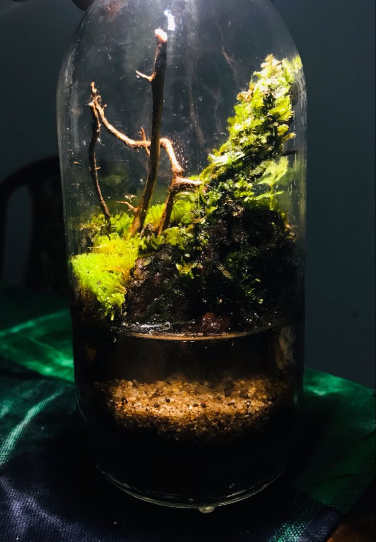 a glass jar filled with moss and dirt