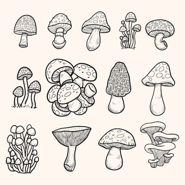 the different types of mushrooms are drawn in black and white