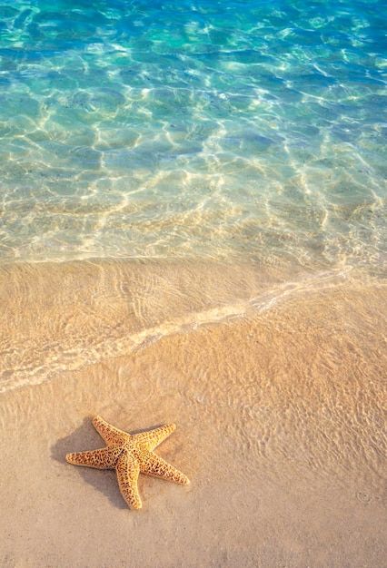 a starfish is laying on the beach with clear blue ocean water in the background