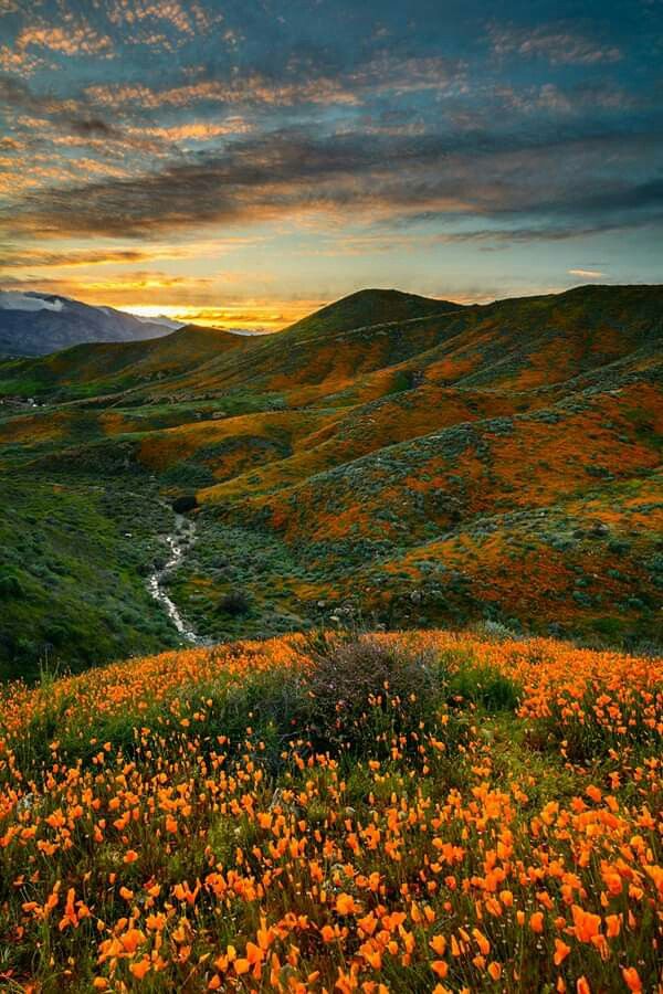 the sun is setting over some hills with wildflowers in bloom and water running through them