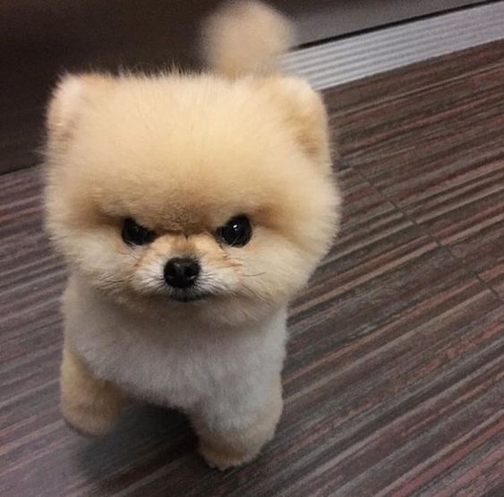 15 Reasons Why Your Pomeranian Stares at You