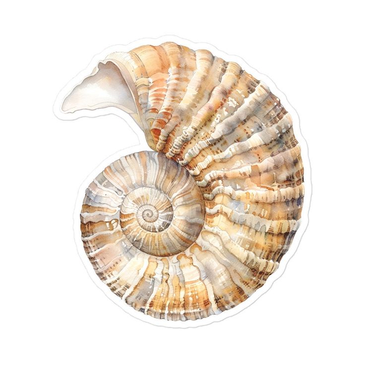 a watercolor painting of a sea shell