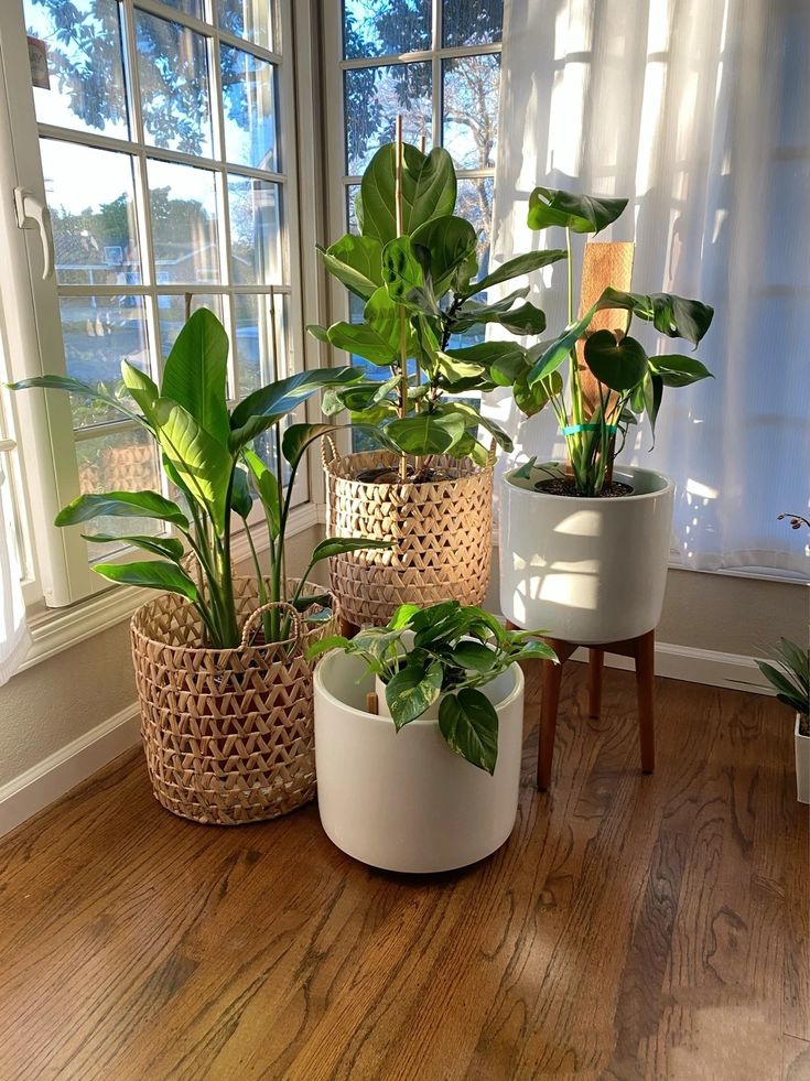 three potted plants sitting on top of a wooden floor in front of a window