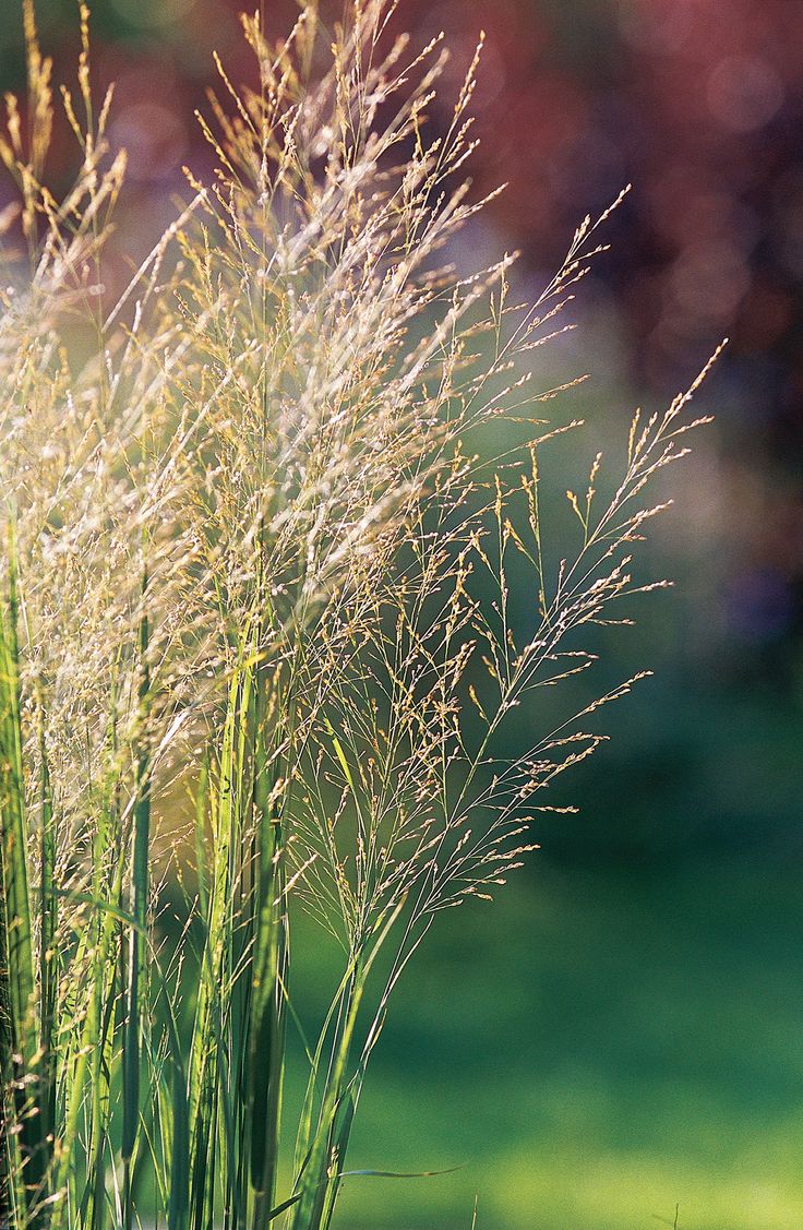 some very pretty tall grass in the sun