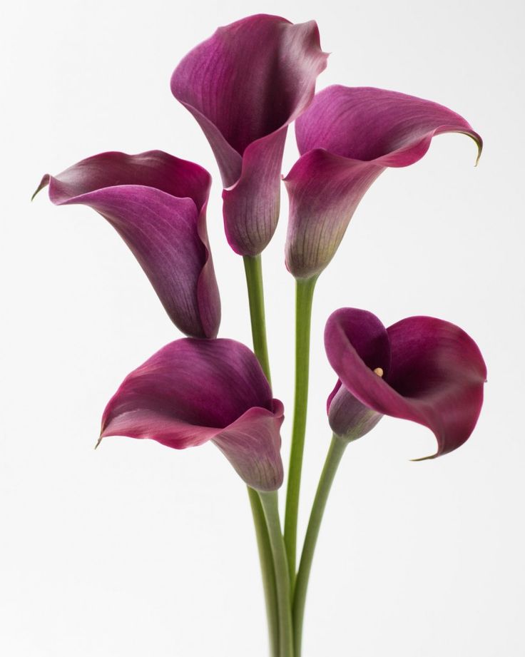 three purple flowers in a vase on a white background