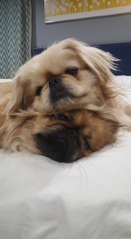 a close up of a dog laying on a bed