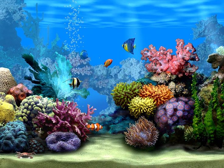 an aquarium filled with lots of colorful corals