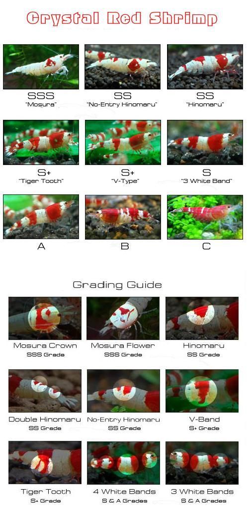 the different types of fish are shown in this image, including red and white ones