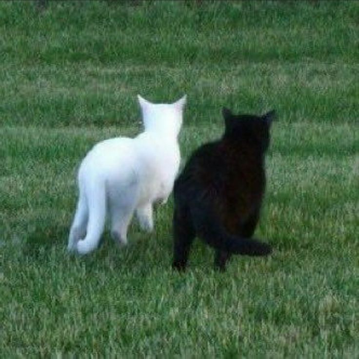 two black and white cats standing in the grass looking at each other's back