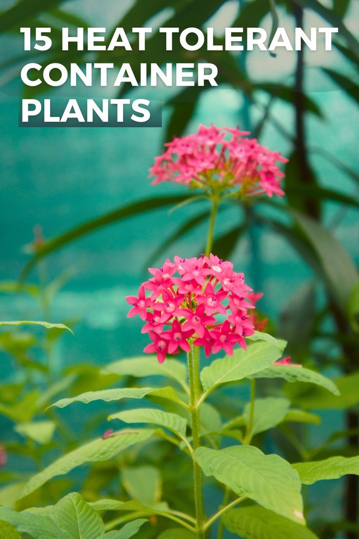 heat tolerant plant Best Container Plants, Plants For Full Sun, Full Sun Garden, Sun Loving Plants, Full Sun Plants, Stars In The Sky, Sun Garden, Game Start, Container Garden