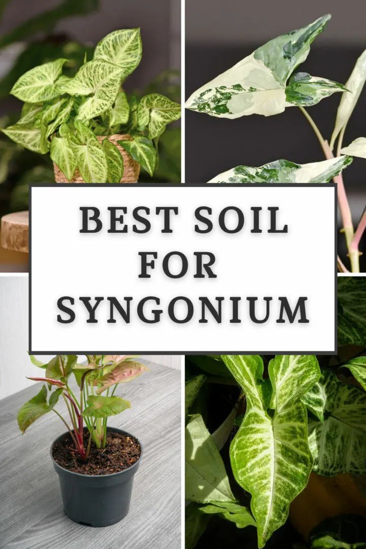 the best soil for synonium plants and how to use them in your garden