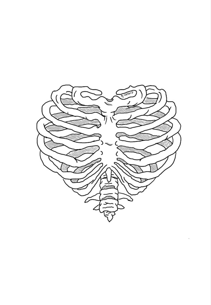 a drawing of the ribs in black and white