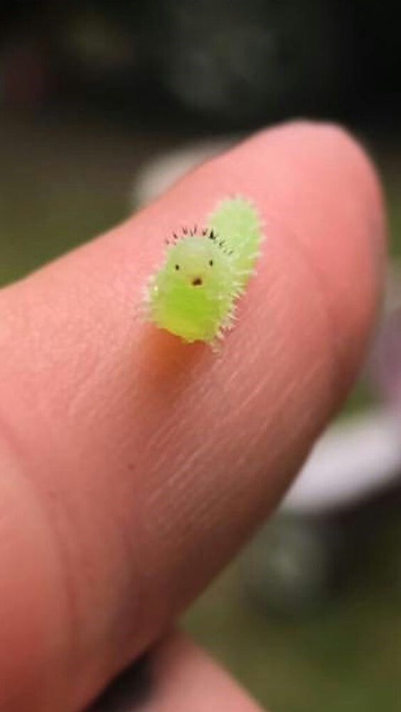 a tiny green bug sitting on top of a persons finger