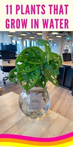 a potted plant sitting on top of a wooden table in an office building with the words 11 plants that grow in water