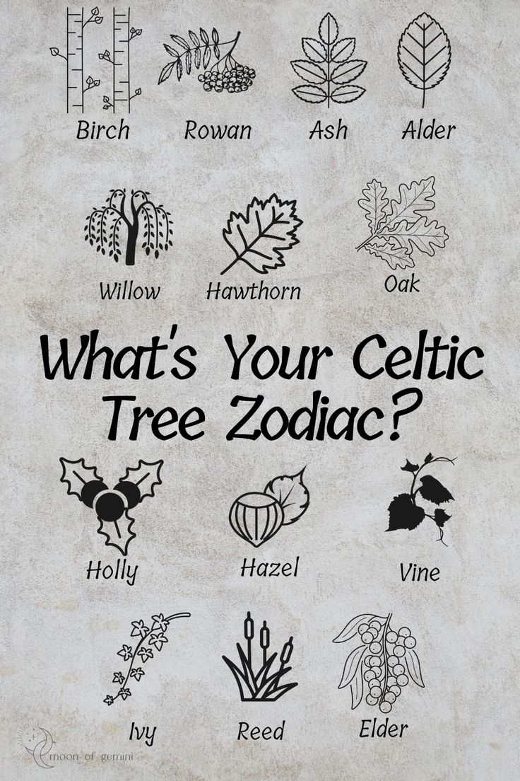 what's your celtic tree zodiac?