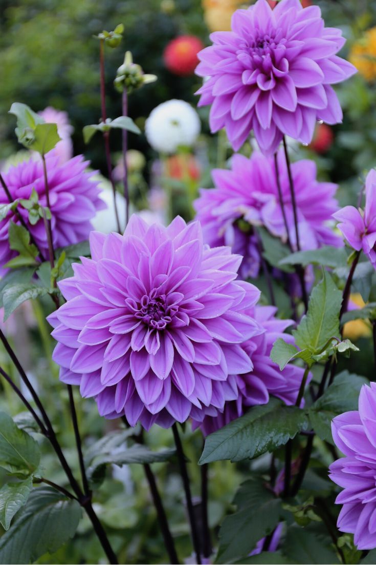 purple flowers are blooming in the garden