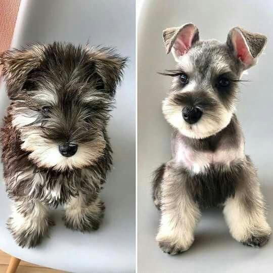 two small dogs sitting on top of a white chair