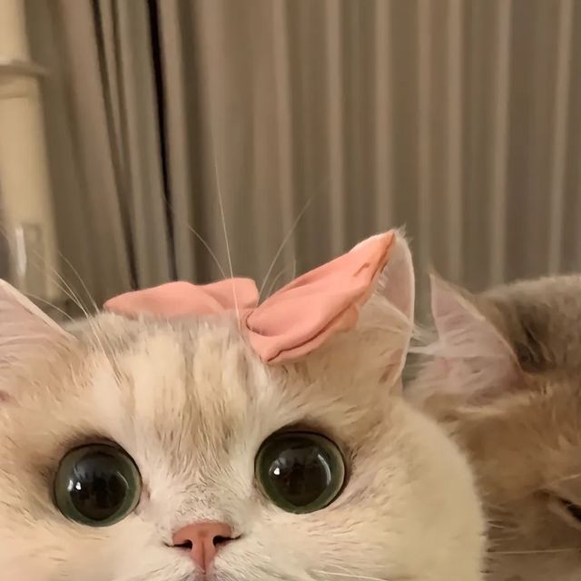 two cats are laying down and one has a pink bow on it's head