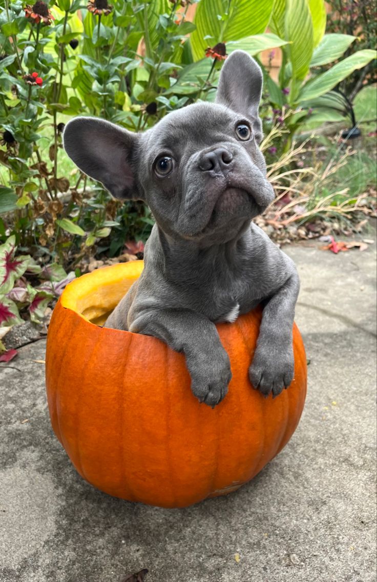 a small gray dog sitting in a pumpkin