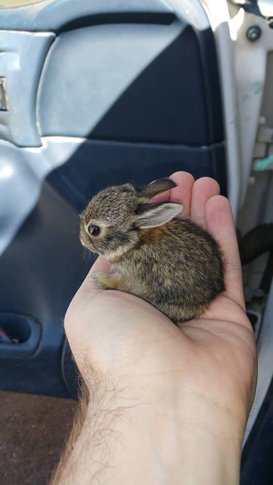 a hand holding a small rabbit in it's right hand next to a car door