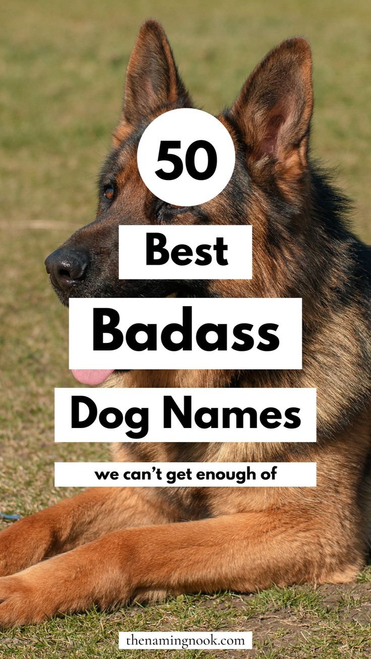 Looking for a cool and badass dog name idea that’s one-of-a-kind? Explore our 50 edgy names for dogs and puppies. Whether you have a male or female dog, these unique dog names are ideal cool dog! dog name aesthetic, dog name ideas cool, unique puppy names. Pets Names Unique, Best Dog Names Boys, Names For Dogs Boys, Cute Dog Names Unique, Female Dog Names Unique, Male Puppy Names, Unique Puppy Names, Male Pet Names, Names For Male Dogs