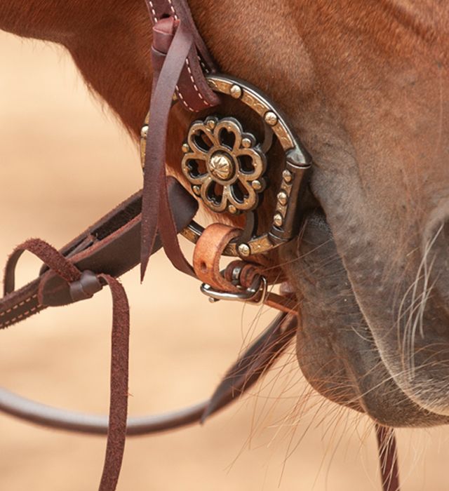 a close up view of the bridle on a horse's head and face