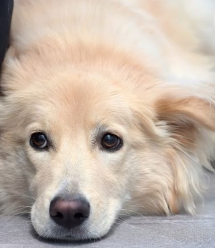 a close up of a dog laying on the ground