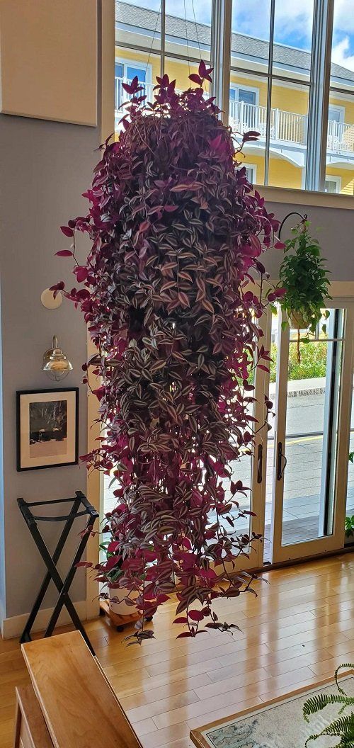 a plant hanging from the ceiling in a living room