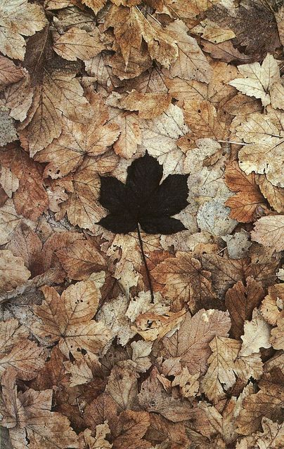 a black and white photo of leaves on the ground with one leaf in the foreground