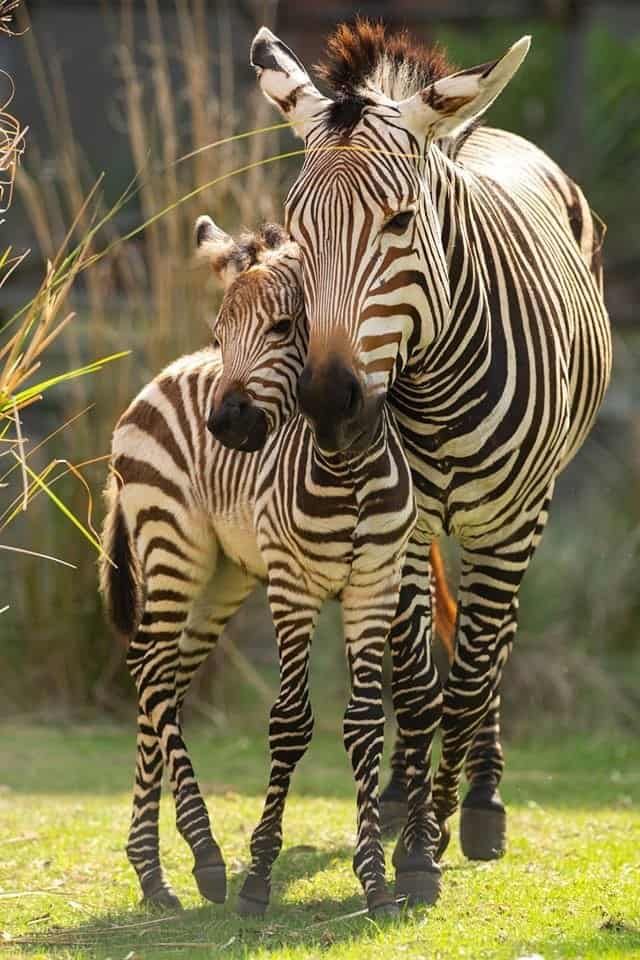 two zebra standing next to each other on a lush green field