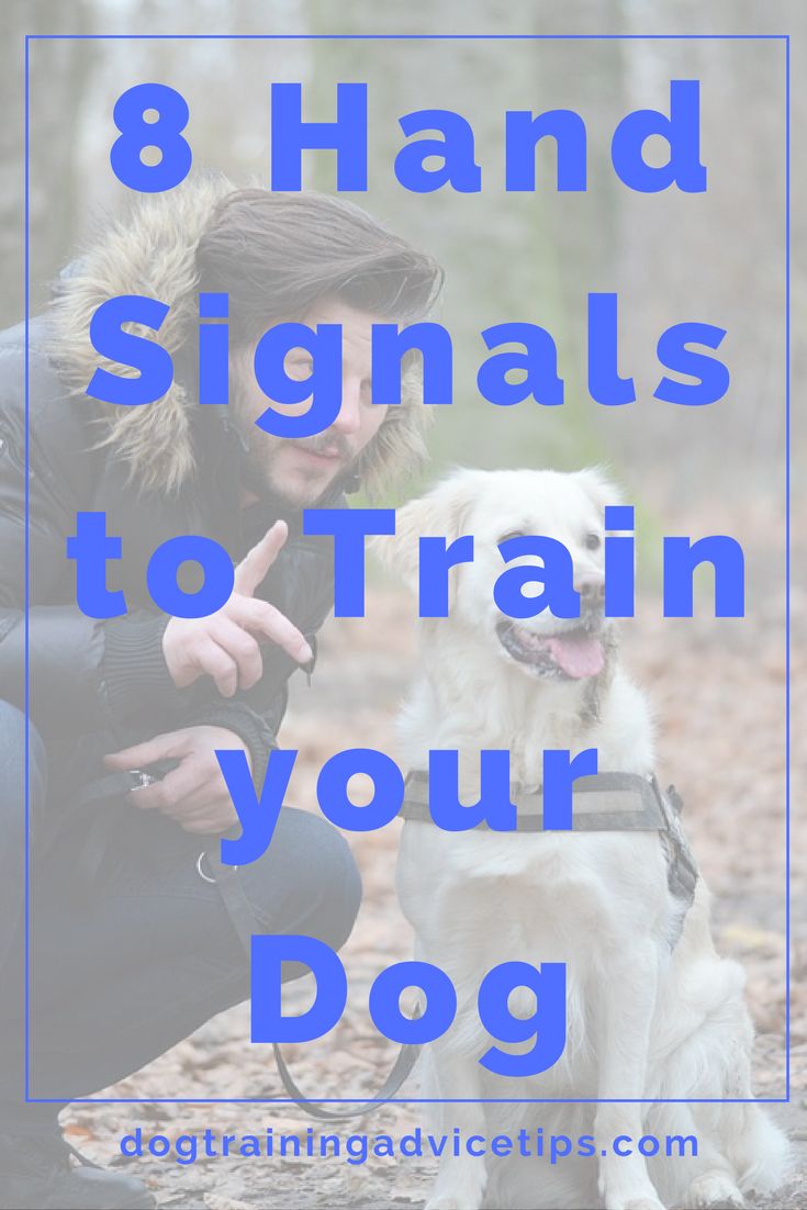 a man kneeling down next to his dog with the words 8 hand signals to train your dog