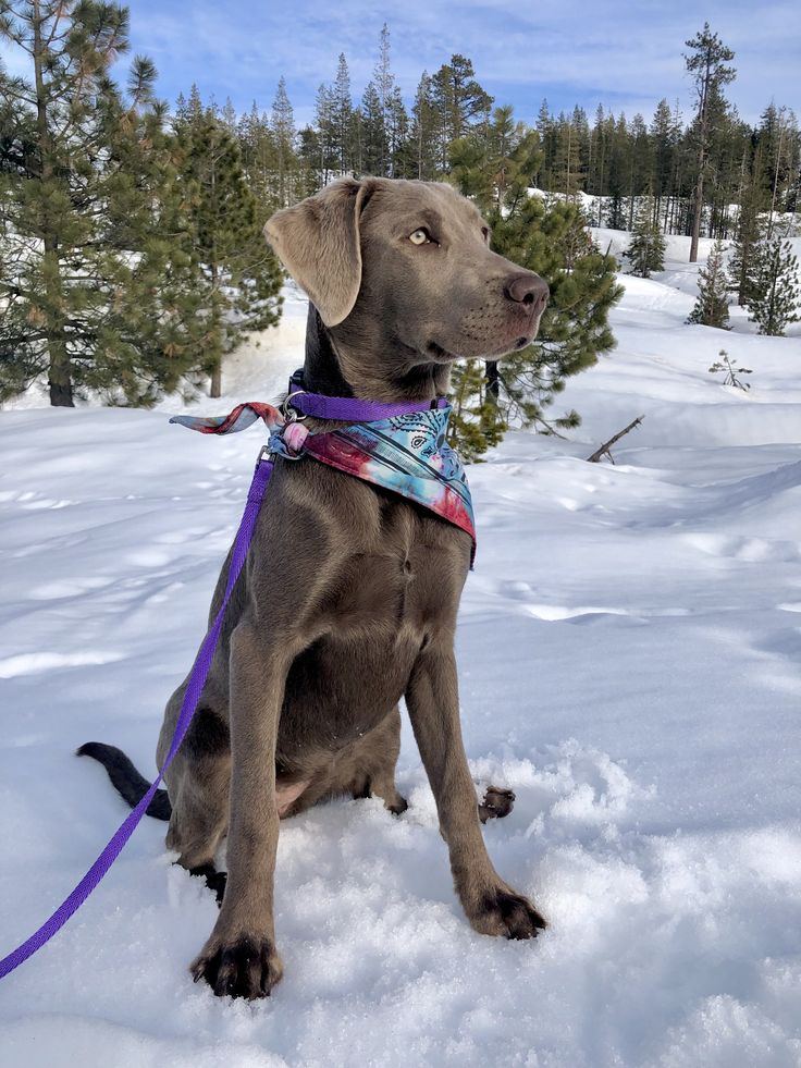 a brown dog sitting in the snow wearing a bandana and leash with trees in the background